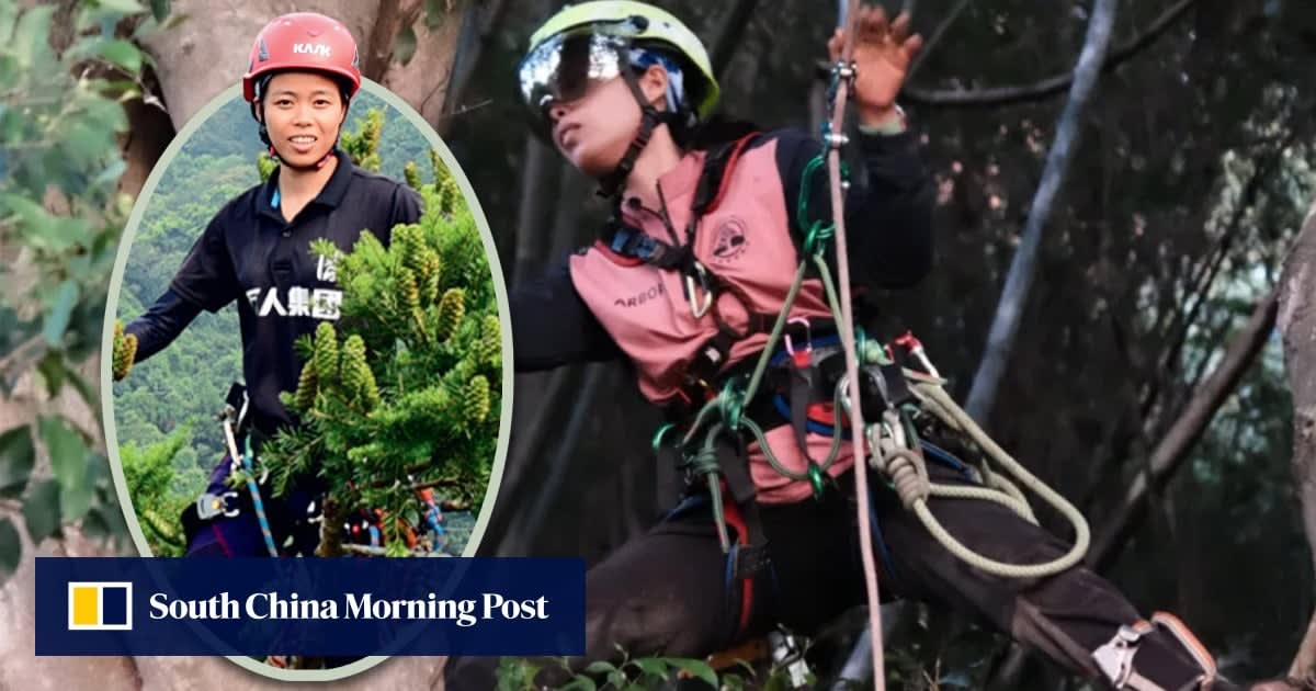 Female tree climber Yu Yanling secured by ropes while working high in urban tree canopy