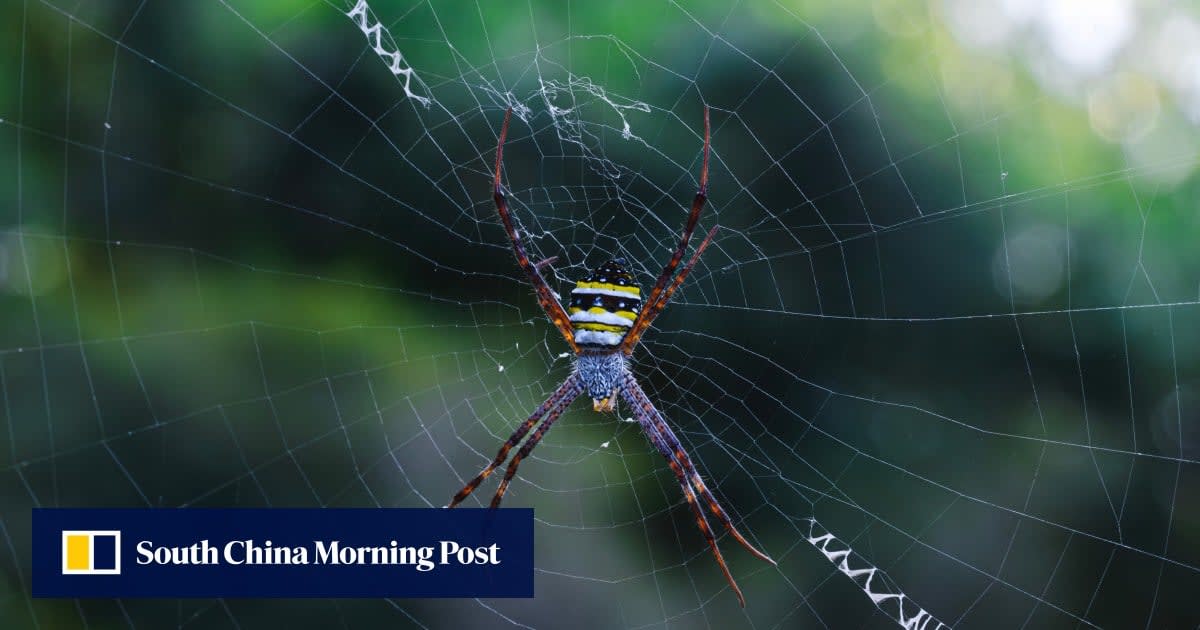 Corn kernels transforming into biodegradable plastic fibers inspired by spider silk production process