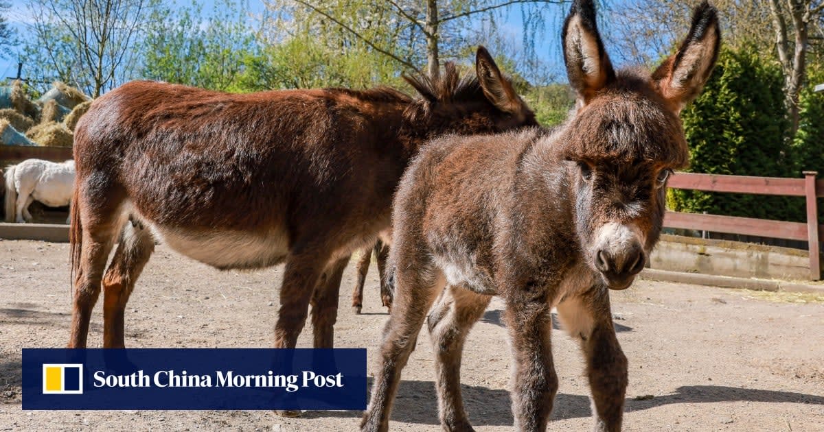Research scientist in laboratory examining cellular samples for cultured donkey collagen production