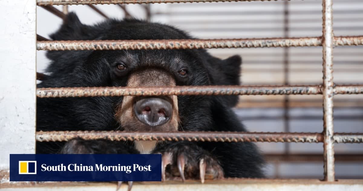 Moon bears in wire cages at illegal Laos bile farm before historic rescue operation