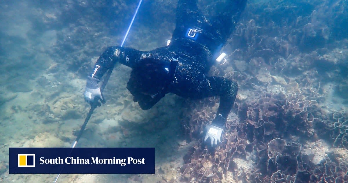 Colorful coral reef ecosystem thriving in clear waters around Sharp Island, Hong Kong