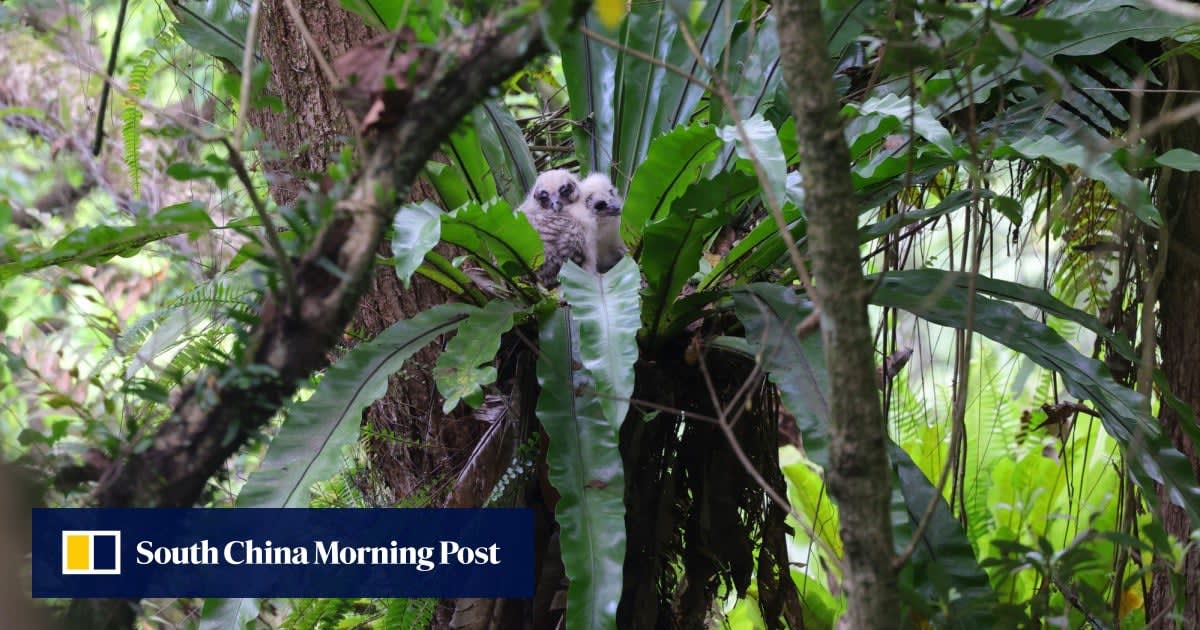Rare Owl Chicks Fledge in Hong Kong Conservation Win