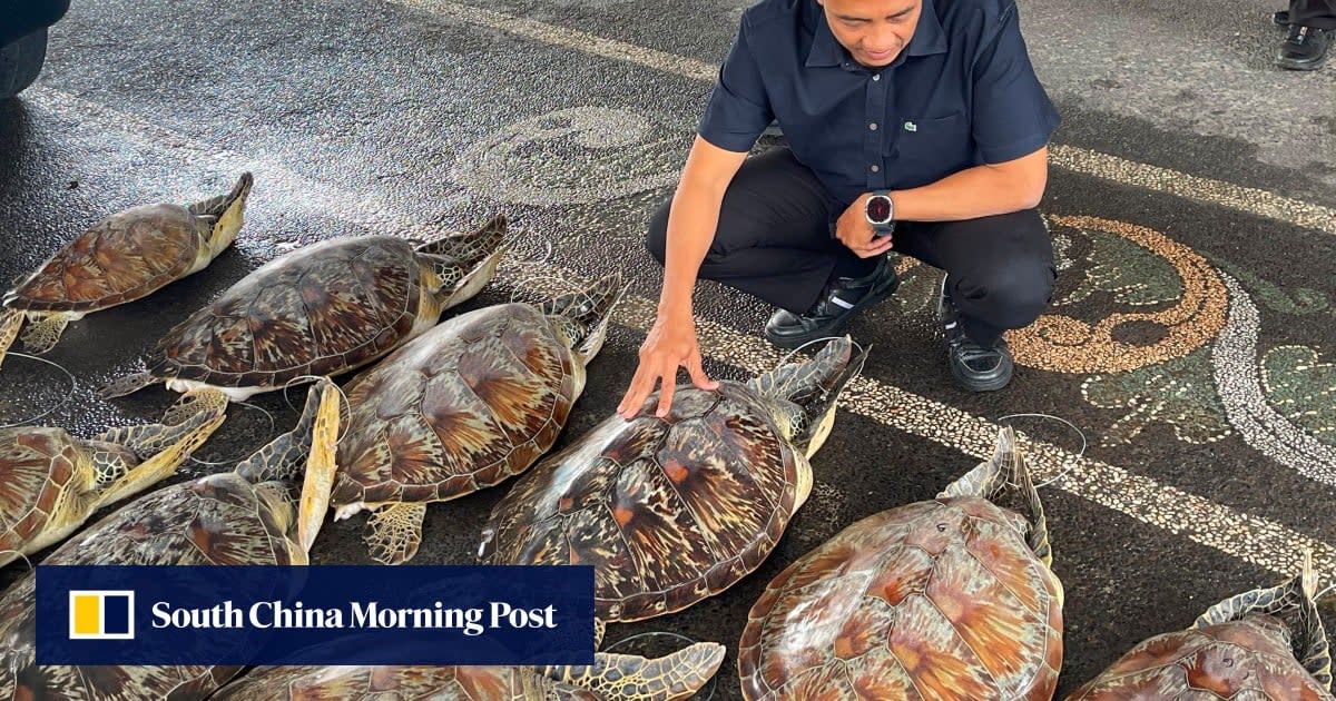 Bali Police Rescue 21 Sea Turtles From Smuggling Ring
