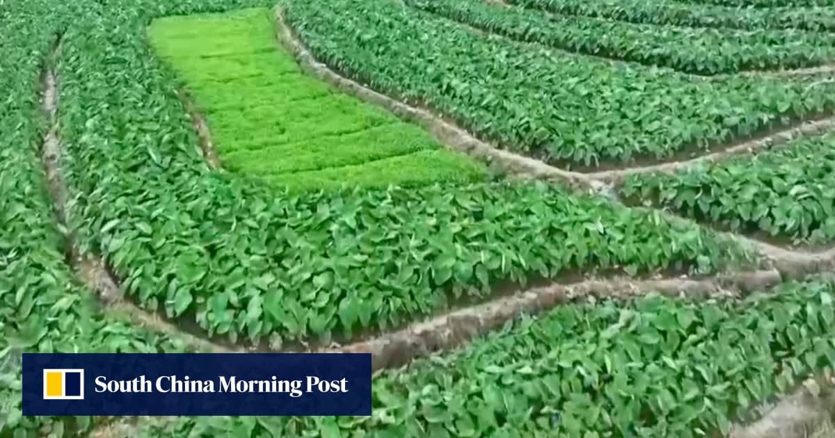 China Turns to Drones to Fix Rice Farming Data Scandal