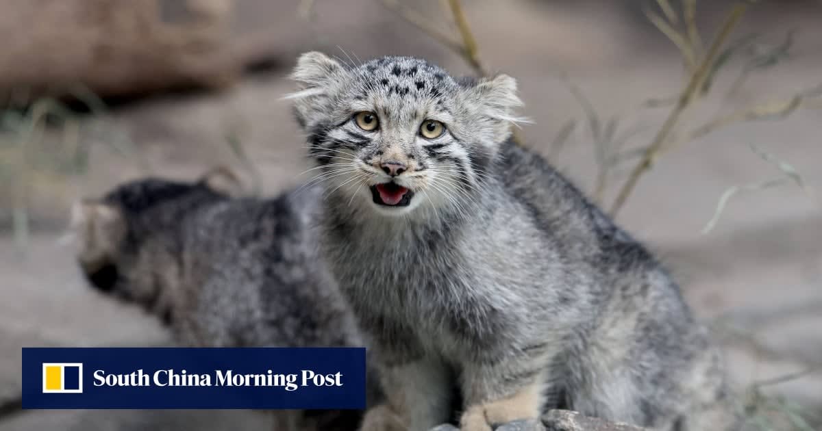 Young Pallas's cat kitten with fluffy fur and characteristically grumpy expression at Kobe zoo