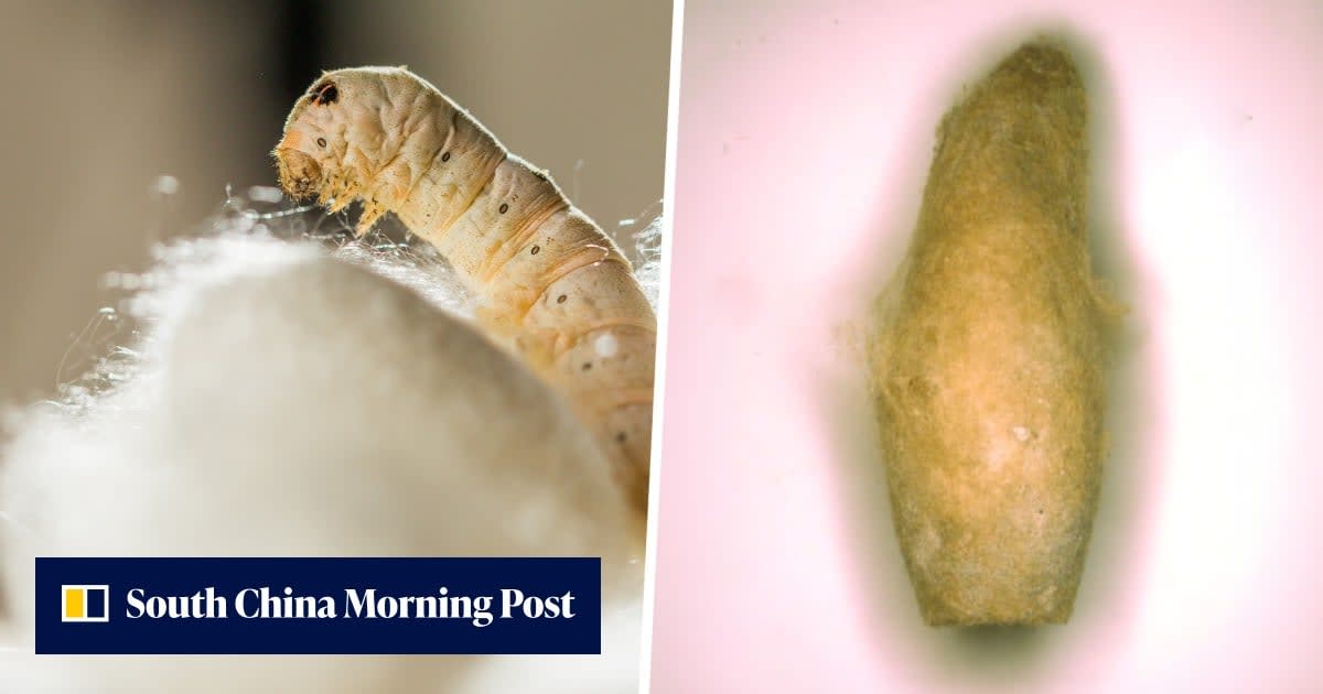 Ancient preserved silkworm cocoons from 4,000 years ago discovered in Uzbekistan archaeological site