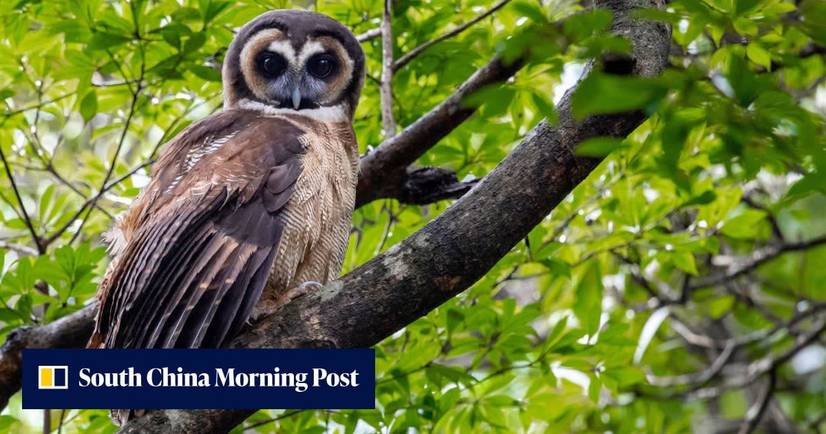 Brown wood owl perched in lush green Hong Kong forest canopy at dusk