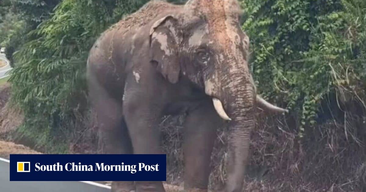 Injured Elephant Sulong Walks 100km Home, Sparks Change