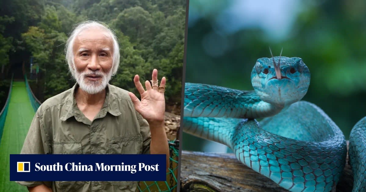 Elderly Chinese doctor Chen Yuanhui holding rare Mangshan pit viper in mountain research area