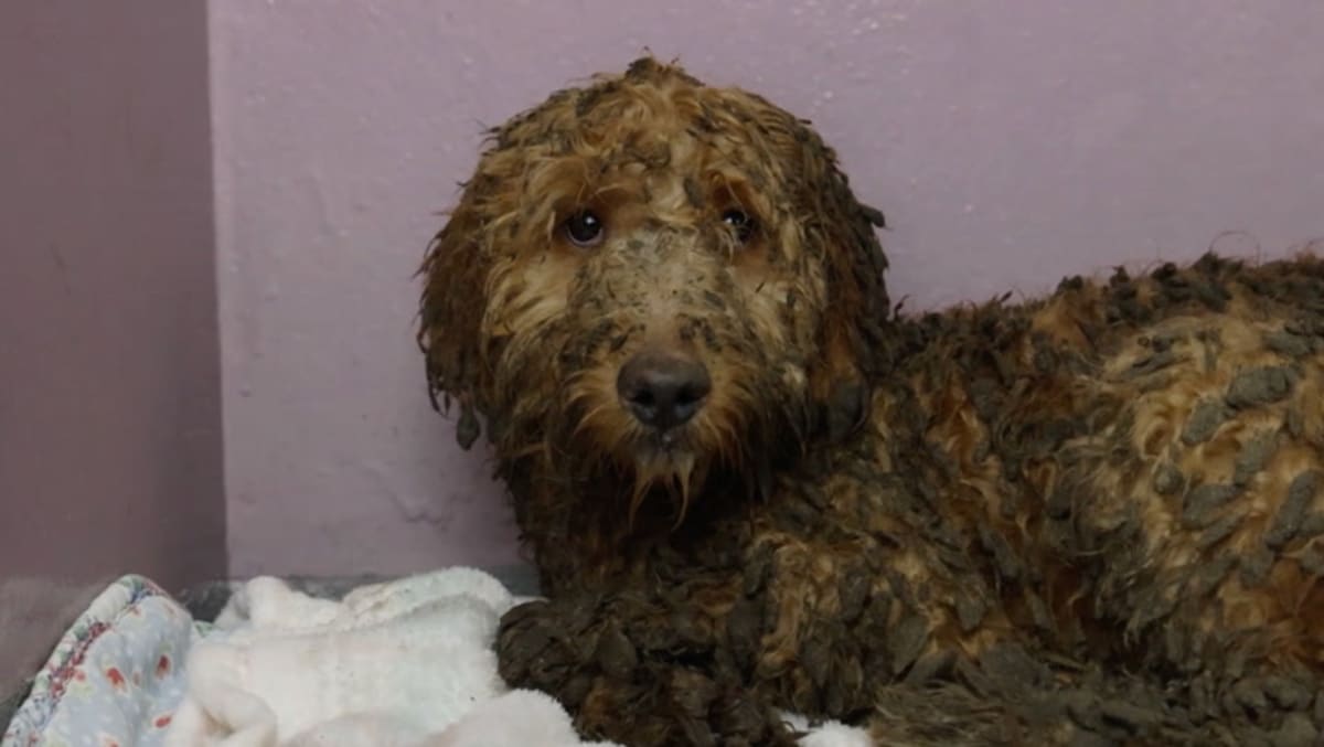 Rescued poodle-cross dogs receiving baths and care from RSPCA volunteers after being saved from neglect
