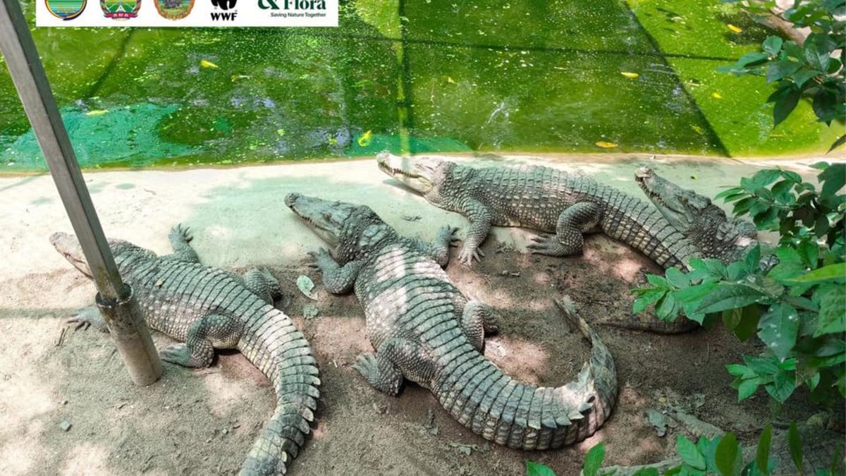 10 Rare Siamese Crocodiles Return to Cambodia's Wild