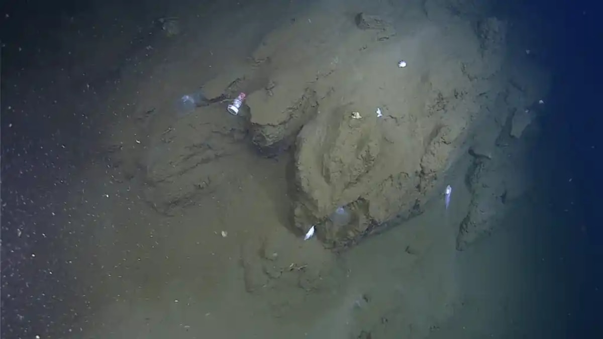 Scientists Find Mystery Creature 9,000 Meters Deep - Image 4