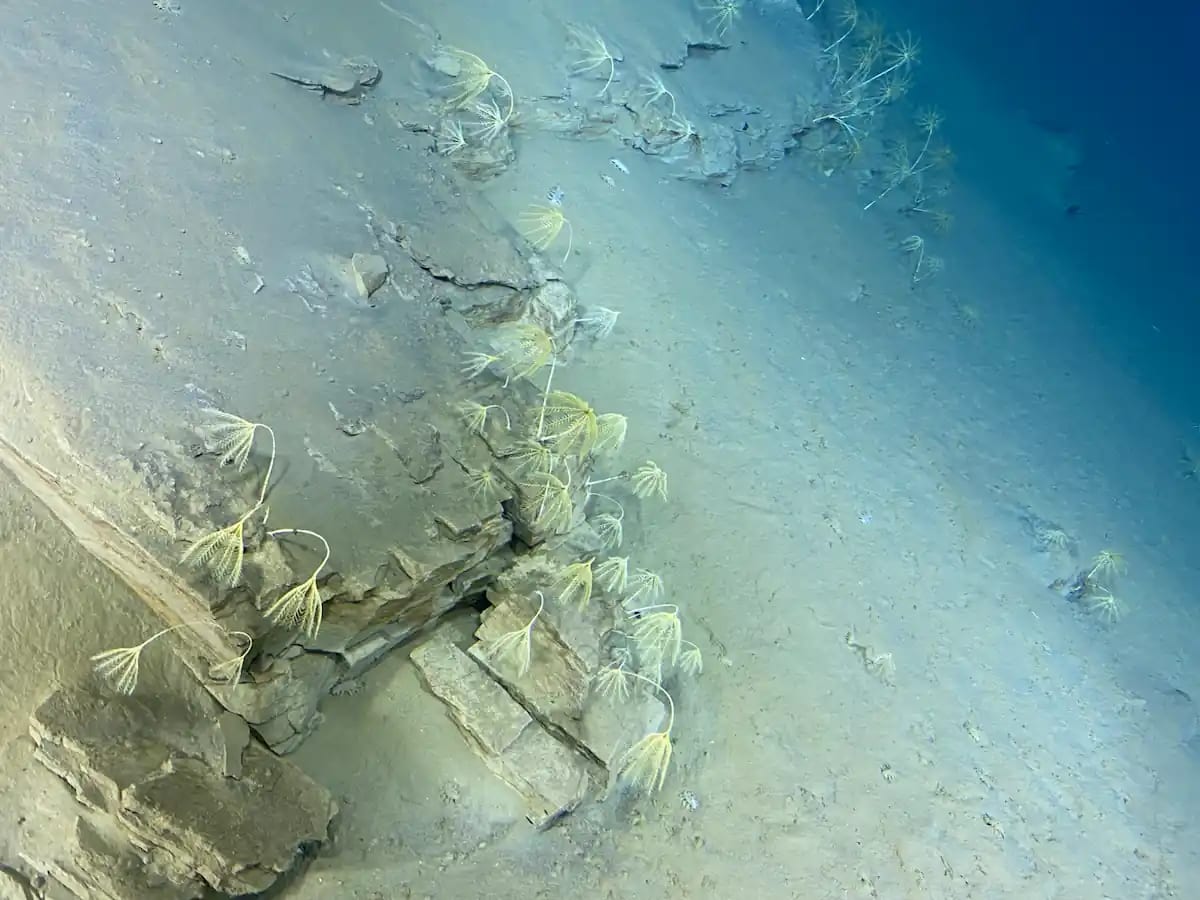 Scientists Find Mystery Creature 9,000 Meters Deep - Image 3