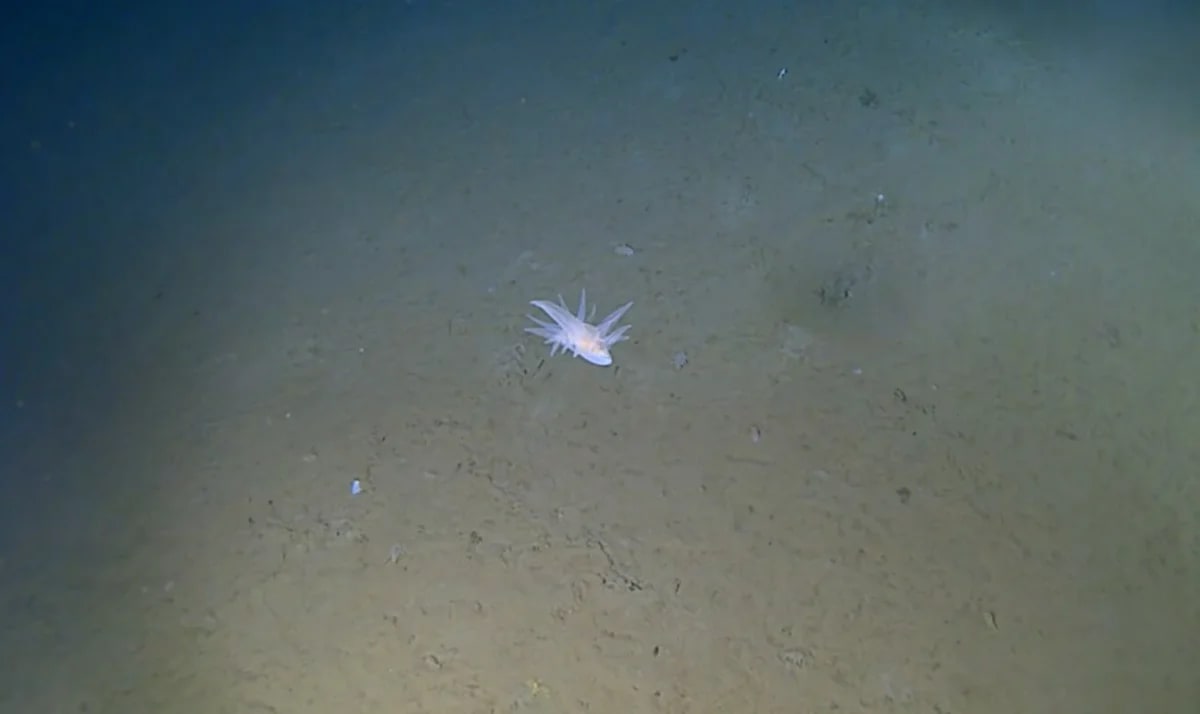Scientists Find Mystery Creature 9,000 Meters Deep - Image 2