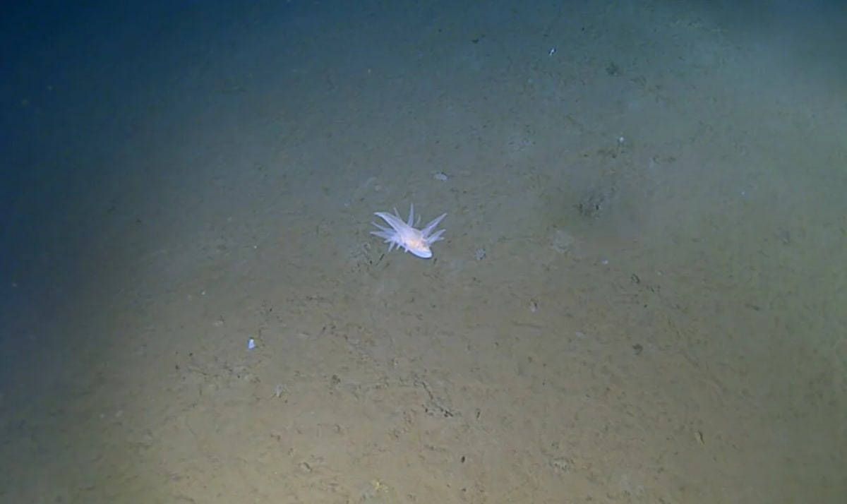 Underwater footage showing mysterious gliding creature on deep ocean floor at nine thousand meters depth