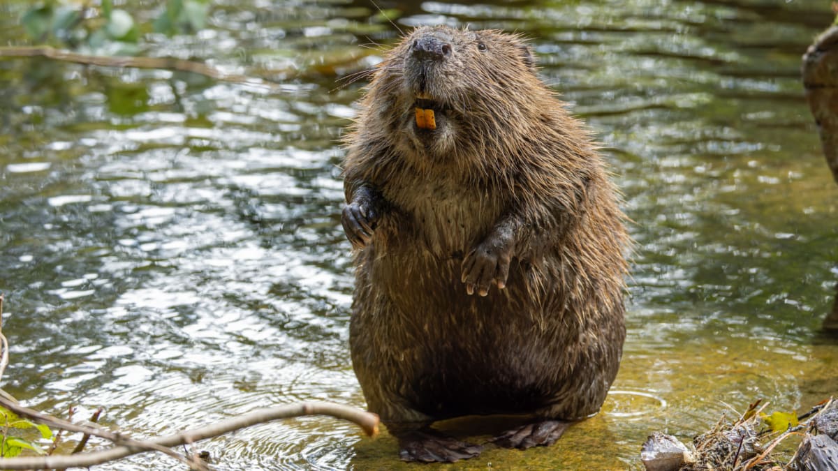 Beavers Store Carbon Equal to 1,129 Barrels of Oil Per Year - Image 2