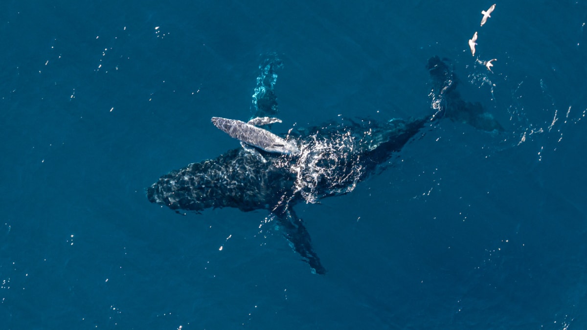 Drone Captures World's First Humpback Whale Birth on Video - Image 2
