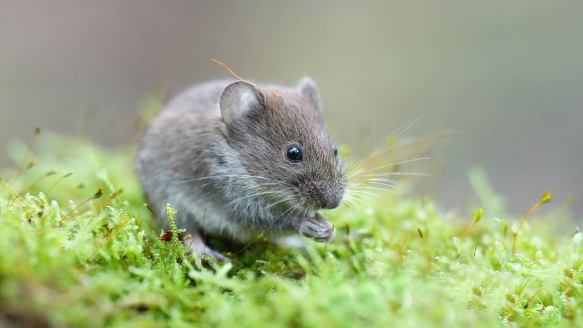 Close-up of a mouse eye receiving treatment with innovative photosynthetic eye drops in laboratory setting
