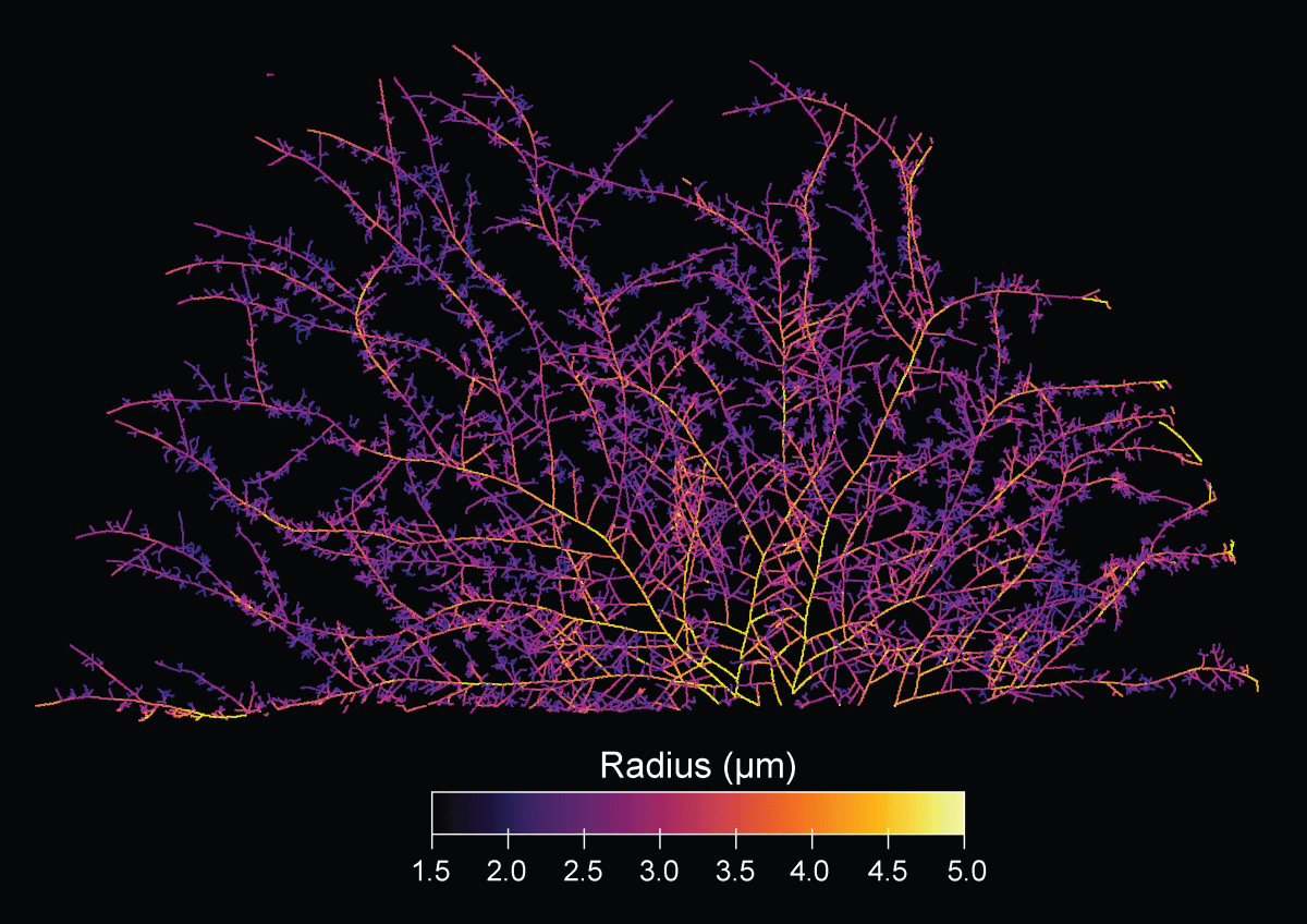 Earth's Fungal Network Could Span 10% of Milky Way - Image 3