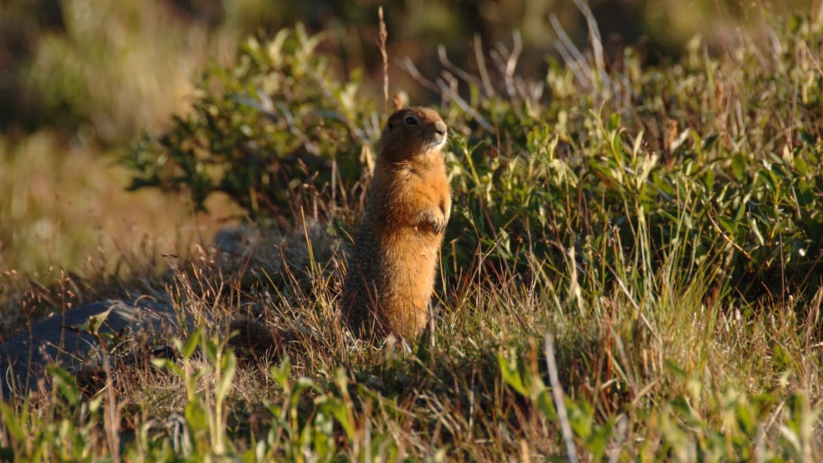 Ancient Squirrel Poop Holds 700,000-Year-Old DNA Treasures - Image 3