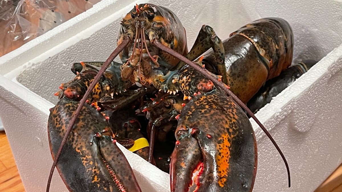 Scientists Prove Lobsters Feel Pain, Sparking Kinder Laws - Image 2