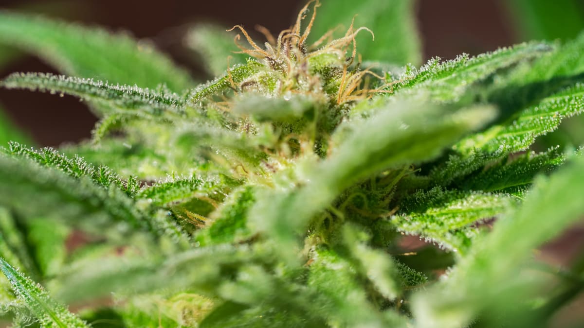 White House Moves to Unlock Biggest Cannabis Research Boom - Image 3