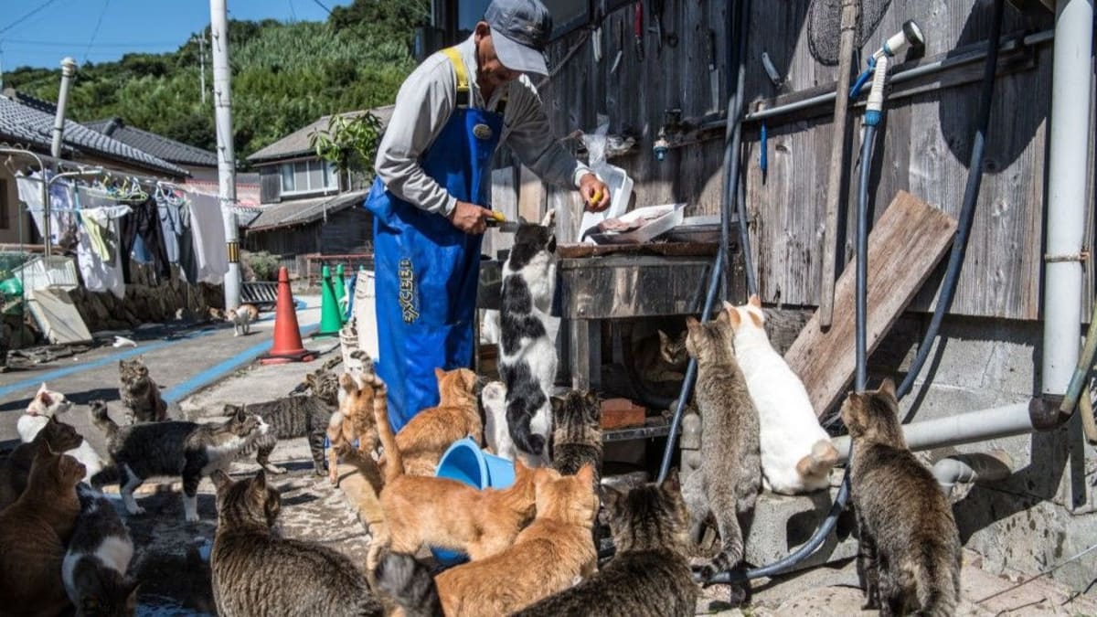 ** Elderly Japanese woman feeding group of ginger and tortoiseshell cats on Aoshima island