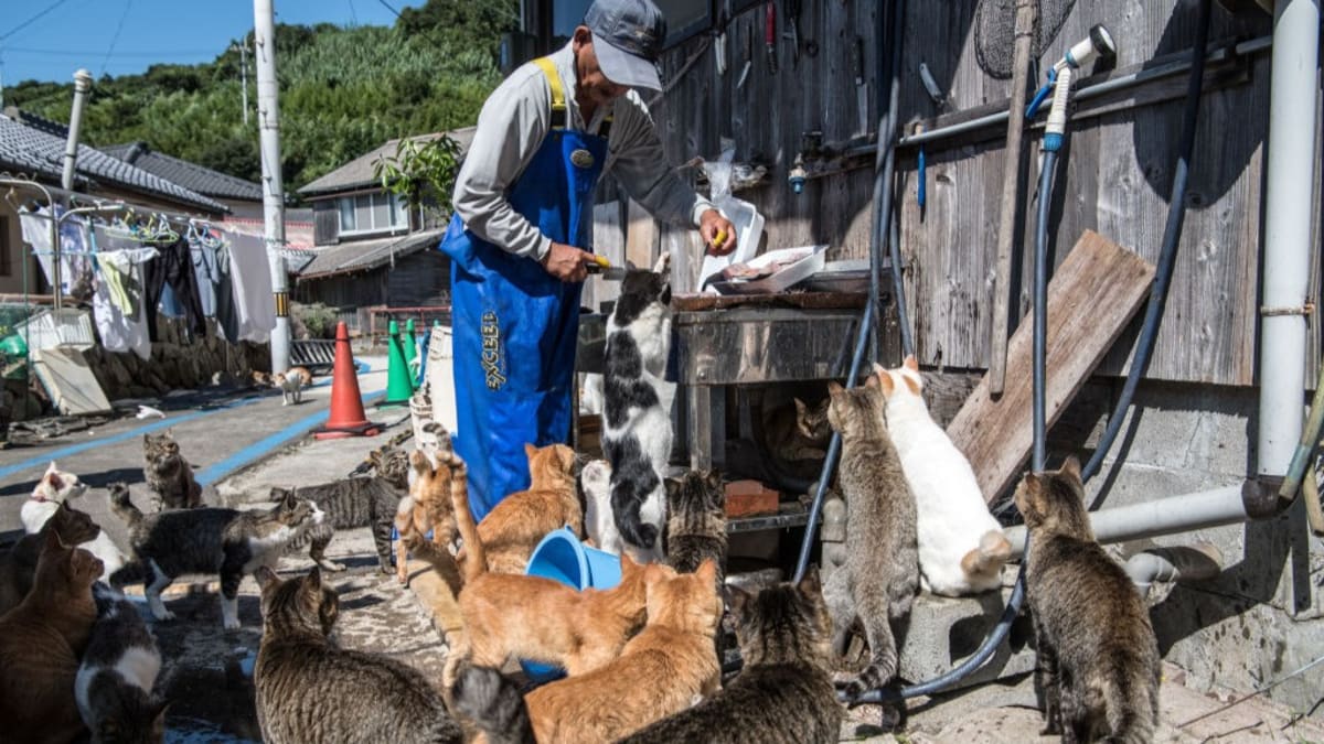 Japan's 'Cat Island' Caretaker Dedicates Life to Felines - Image 2