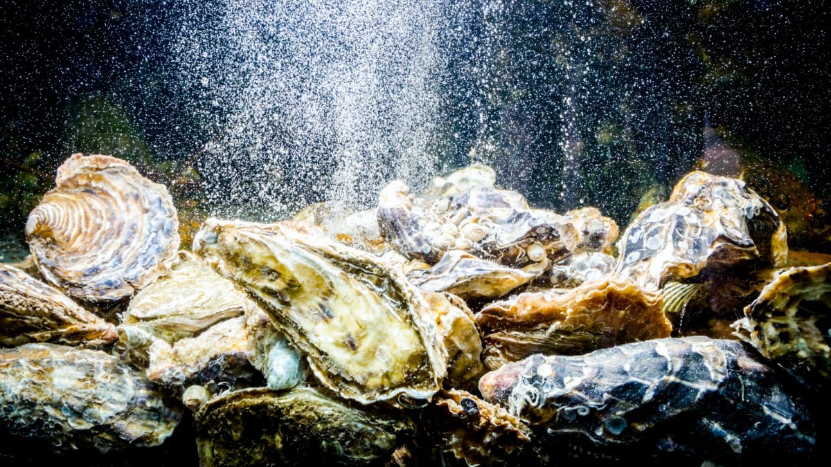 Oysters Could Filter Water for Future Moon and Mars Astronauts - Image 2
