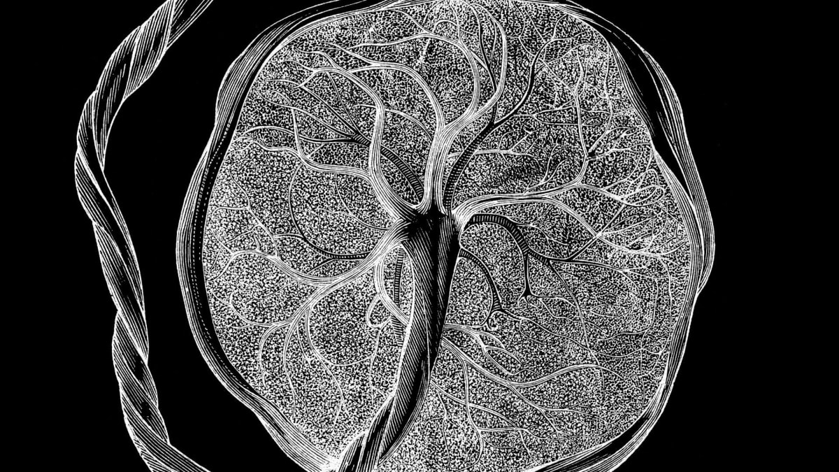 Microscopic view of placental and uterine tissue cells during pregnancy showing cellular structures