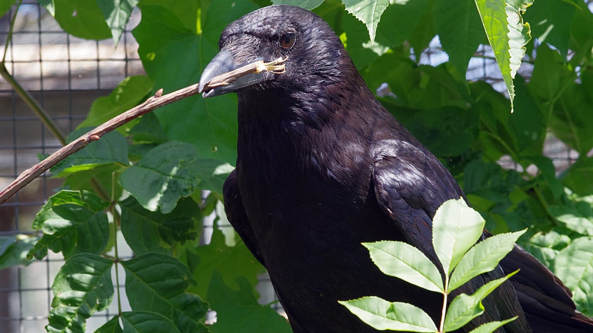 Crows Understand Math Like Humans, Scientists Discover - Image 3