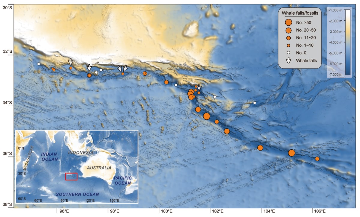 Scientists Find 750-Mile Whale Graveyard in Indian Ocean - Image 4