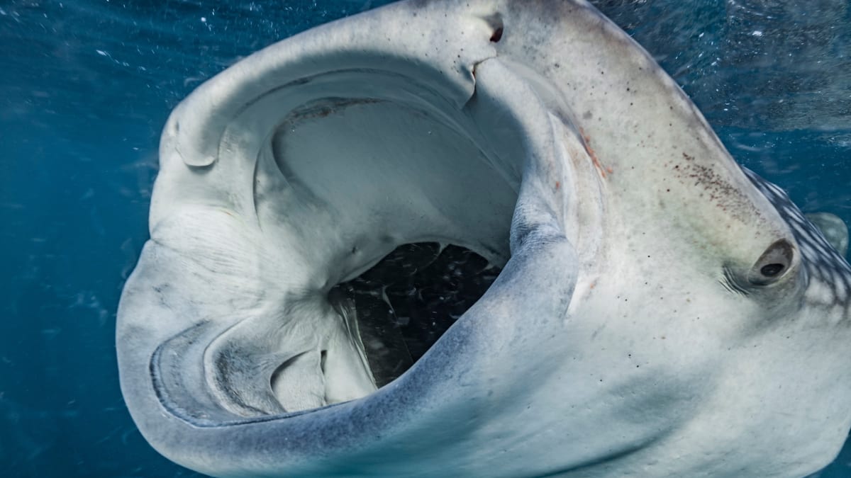 Whale shark swimming underwater with camera equipment attached to its back fin