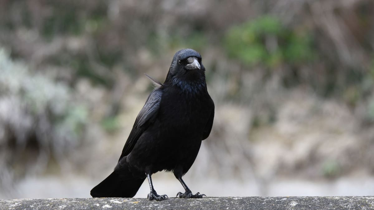 Crows Understand Math Like Humans, Scientists Discover
