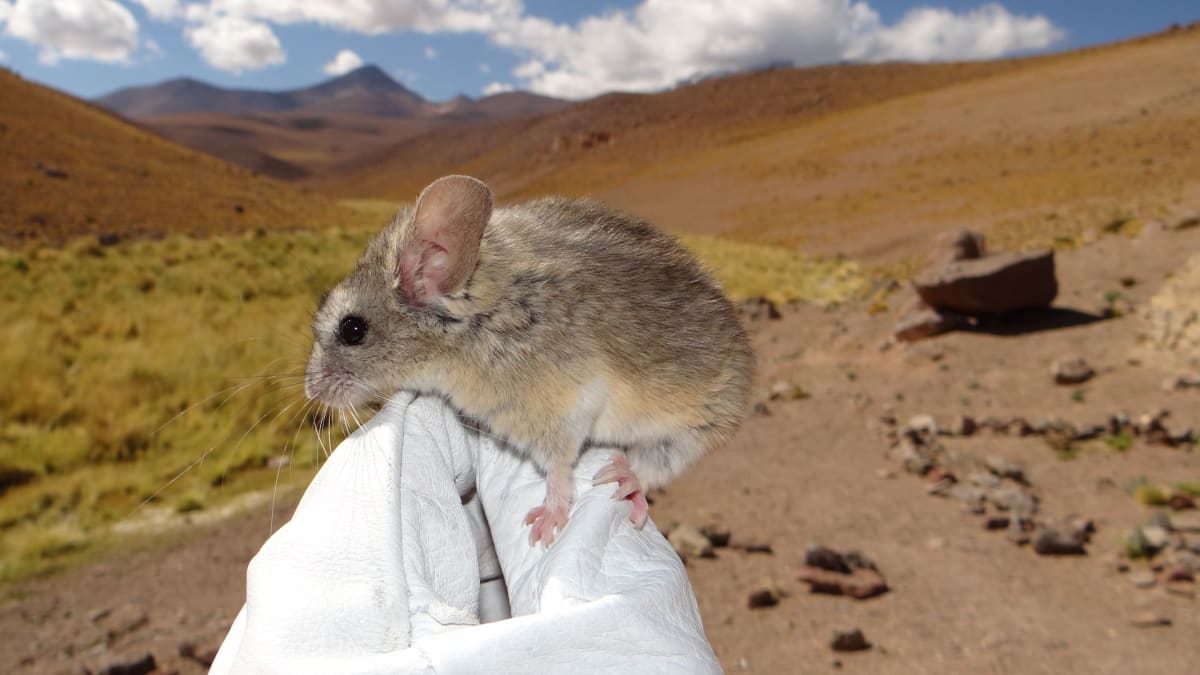 Mice Thrive at 22,000 Feet on Frozen Andes Volcanoes