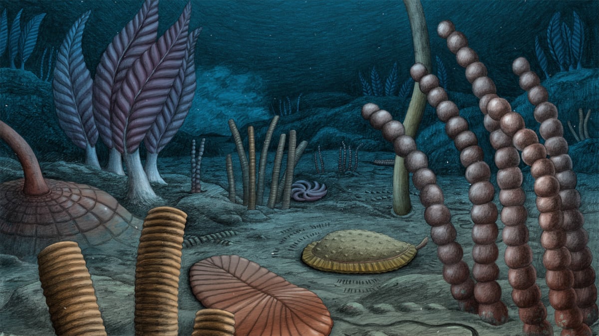 Canada Fossils Push Back Complex Animal Life by 10M Years - Image 2
