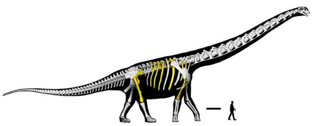 Thailand's 'Last Titan' Is Longest Dinosaur Ever Found in SE Asia - Image 4
