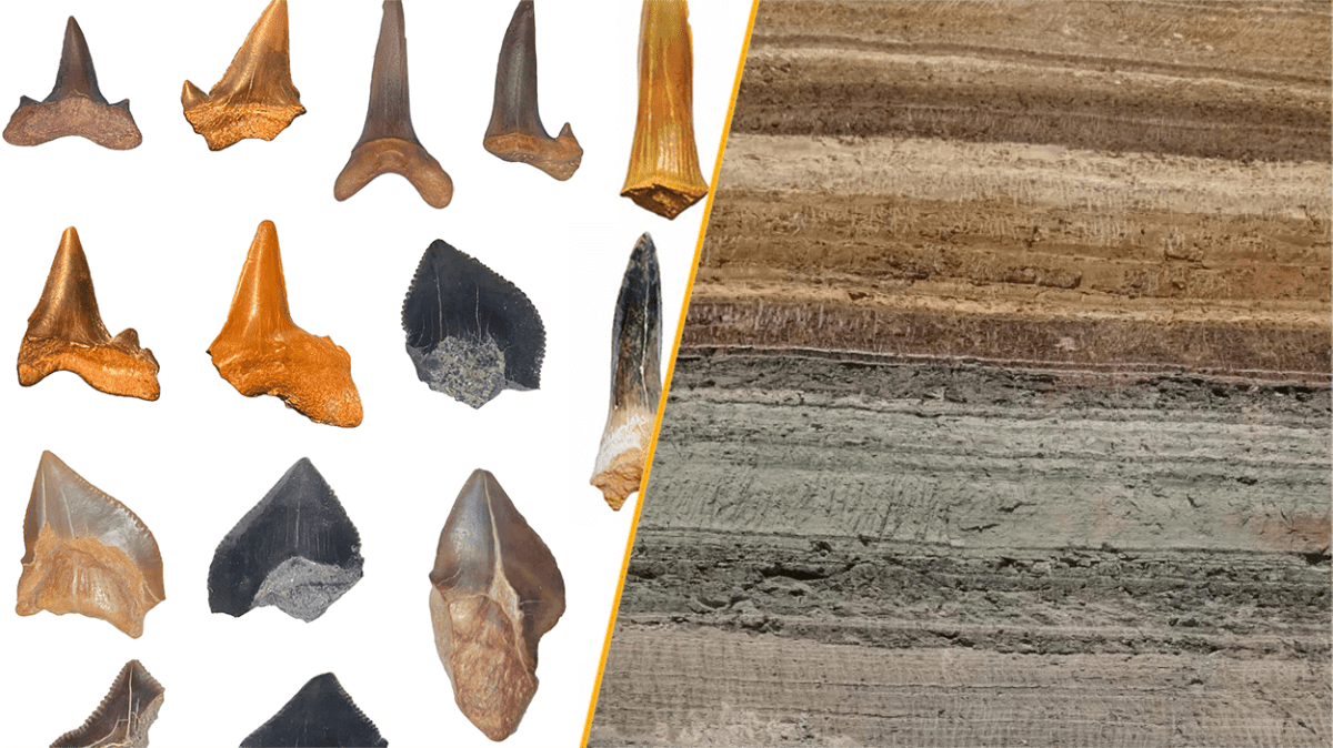 Seven Ancient Shark Species Found in Egyptian Desert - Image 2