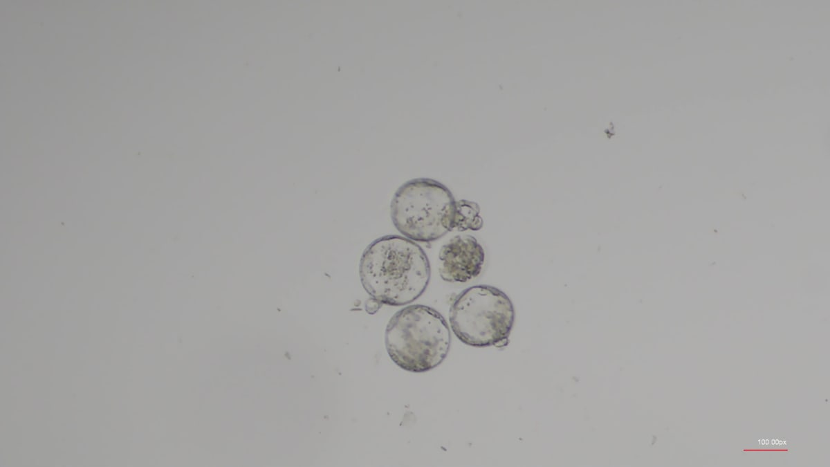 Scientists Study Space Reproduction to Enable Future Colonies - Image 3