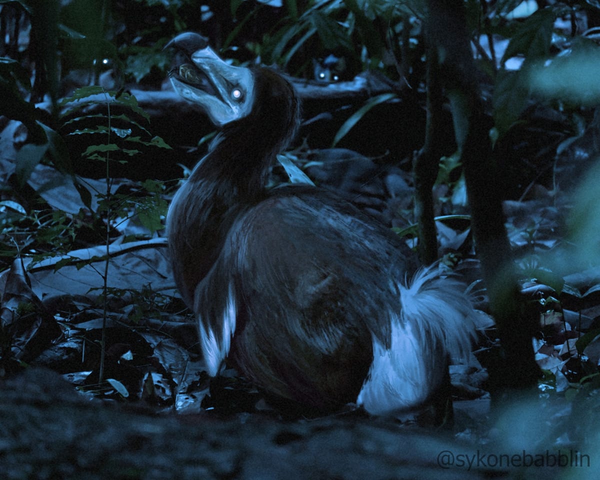 Scientists Discover Dodos Were Actually Smart, Not Stupid - Image 3