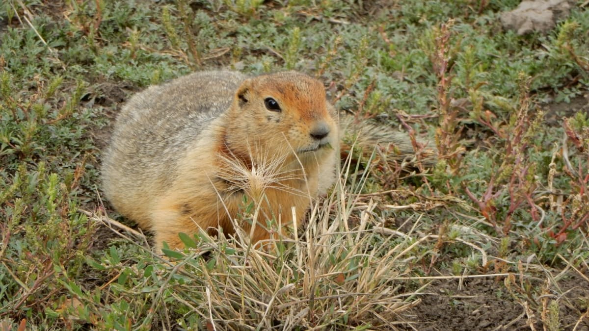 Ancient Squirrel Poop Holds 700,000-Year-Old DNA Treasures - Image 2