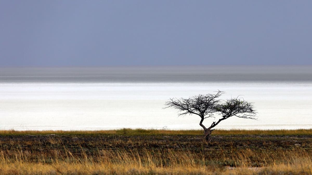 Million Flamingos Find Safe Haven in Namibia's Salt Pan - Image 3
