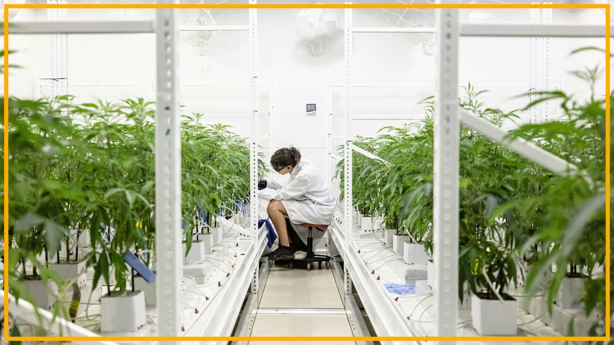 White House Moves to Unlock Biggest Cannabis Research Boom - Image 2