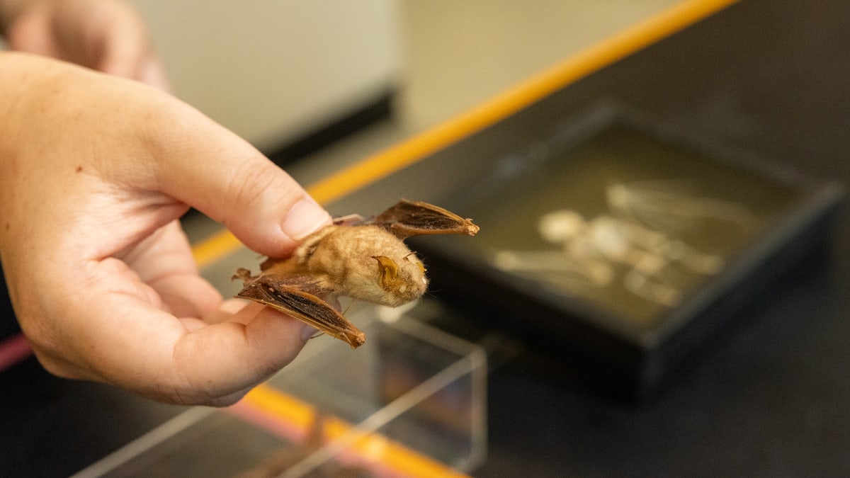 Scientists Discover Why Bats Fight Off Deadly Viruses - Image 2