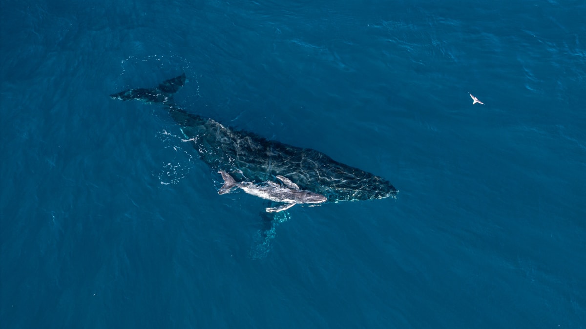 Drone Captures World's First Humpback Whale Birth on Video - Image 4