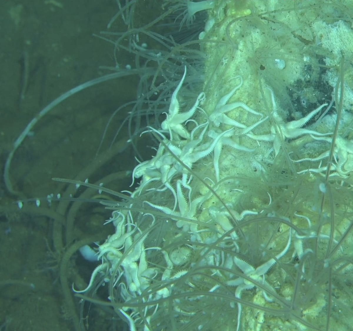 Scientists Find 750-Mile Whale Graveyard in Indian Ocean - Image 5
