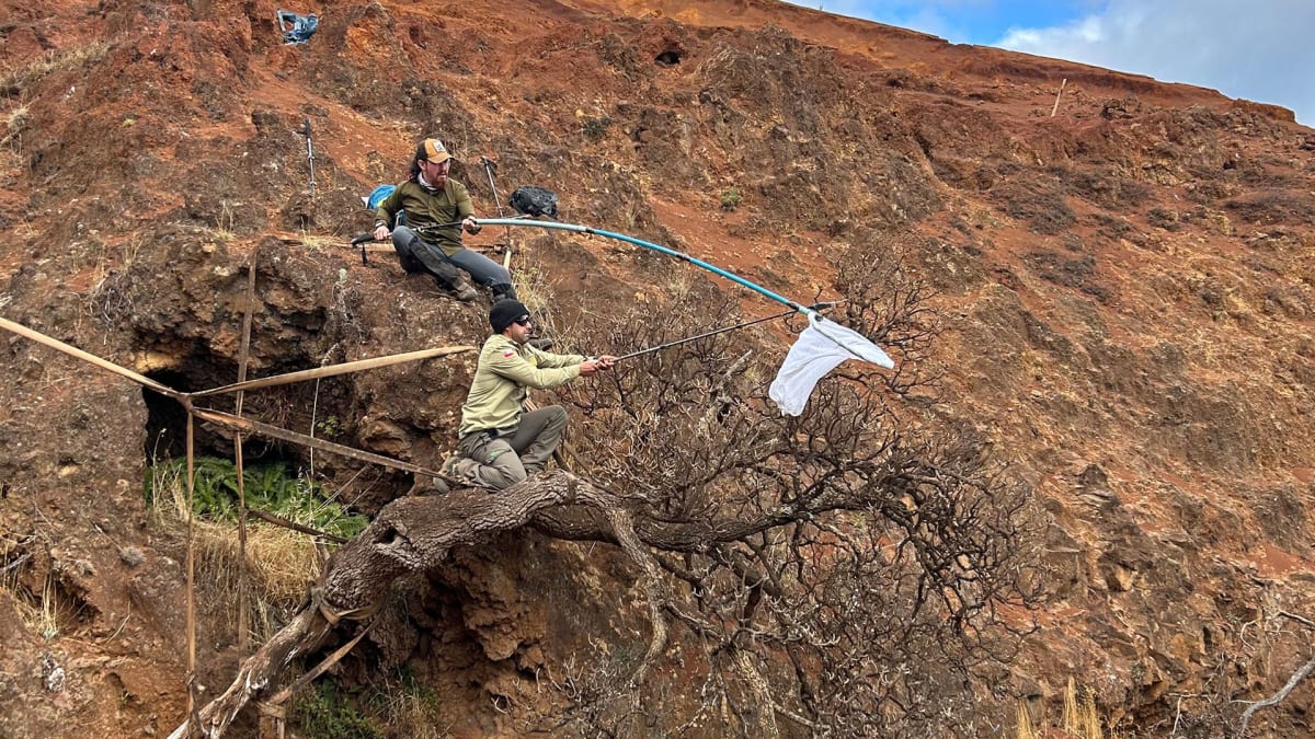 Researchers collecting seeds from rare Dendroseris neriifolia tree on volcanic cliff in Chile