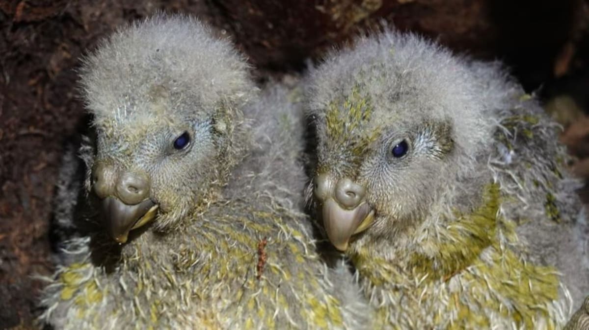 Two fluffy kākāpō parrot chicks huddled together during New Zealand's record breeding season