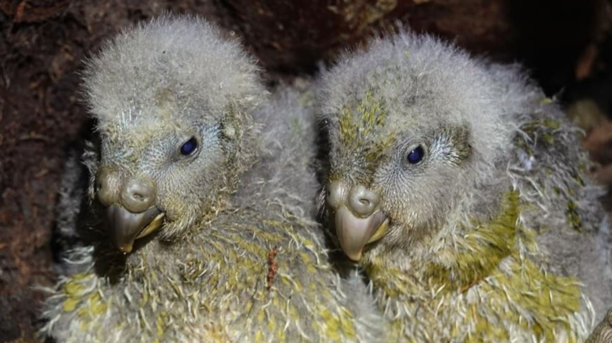 World's Fattest Parrot Has Record 105 Chicks Hatch - Image 2