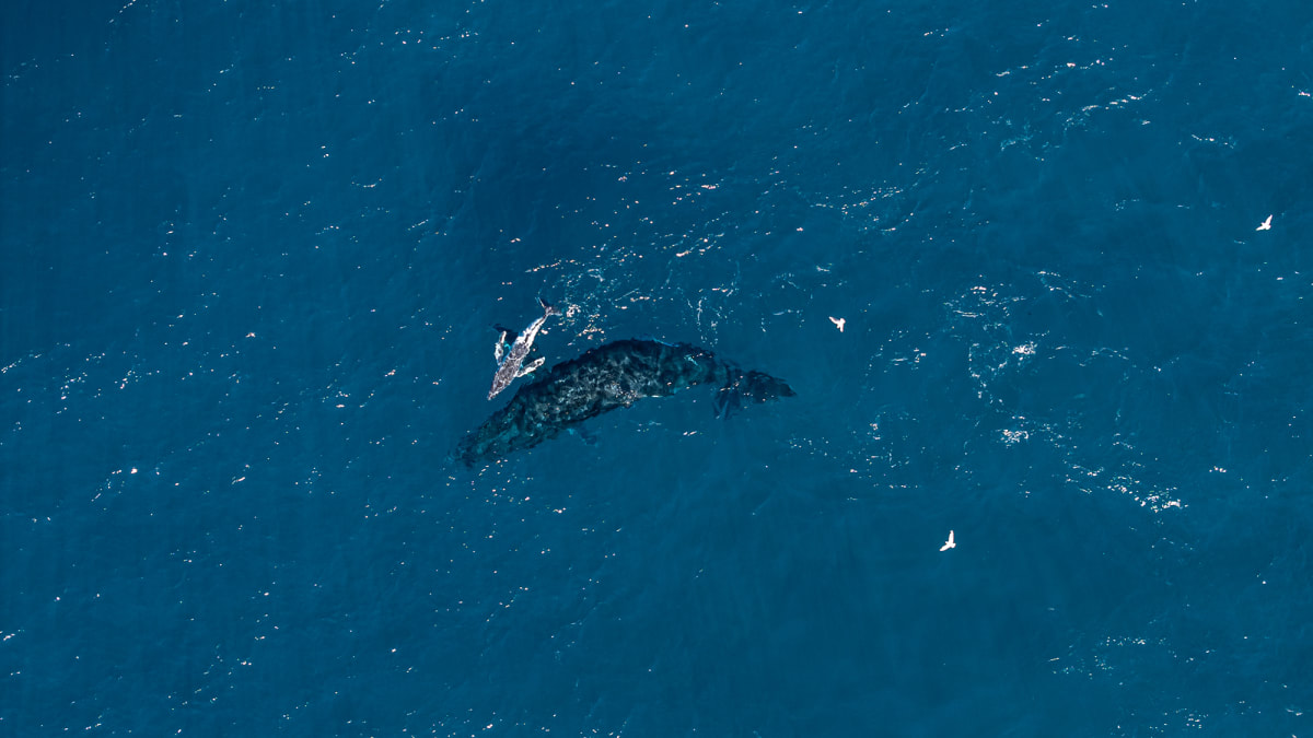 Drone Captures World's First Humpback Whale Birth on Video - Image 5
